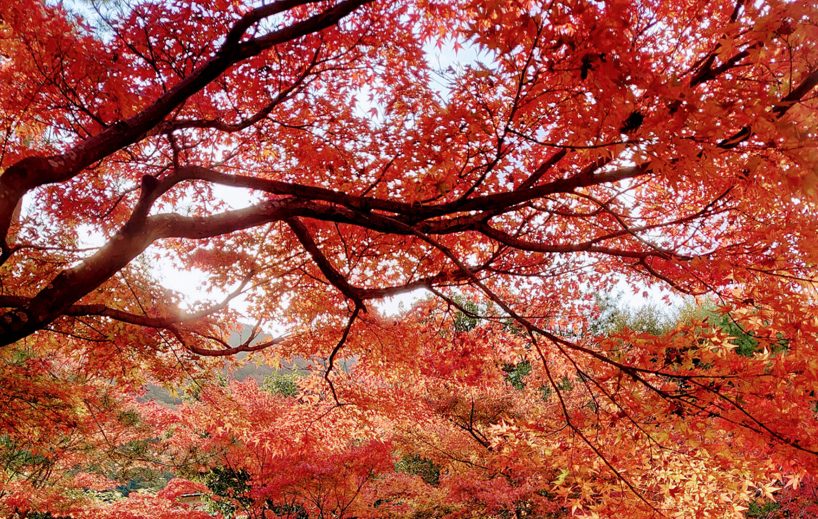 京都の紅葉は繊細で赤が本当にきれいです。